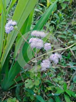 Ageratum conyzoides flowers