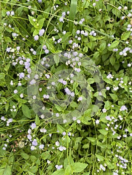 Ageratum conyzoides grass, health efficacy benefit photo