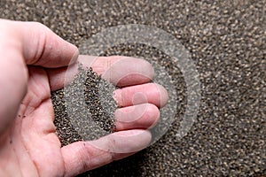 Ageratum flower seeds in a man's hand on a blurry background