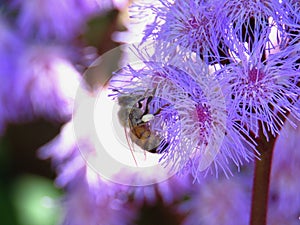 Ageratum flowers with bee