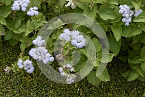 Ageratum houstonianum in bloom