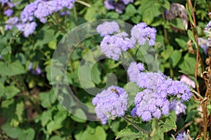 Ageratum houstonianum in bloom in mid September