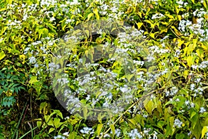 Ageratum houstonianum or Blue Mink bears fluffy, powder-blue flowers