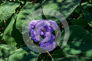 Ageratum Houstonianum or Flossflower or bluemink cluster of hairy blue flowers