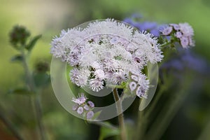 Ageratum houstonianum flower in the garden