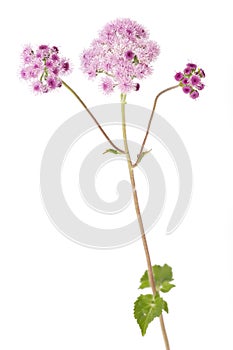 Ageratum houstonianum flower isolated on white