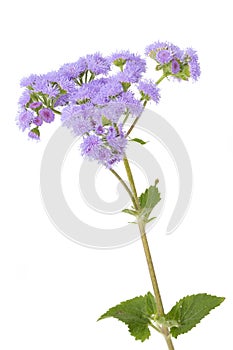 Ageratum houstonianum flower on white