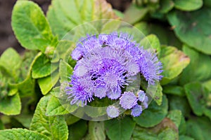 Ageratum houstonianum Mill