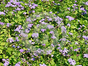 Ageratum mexicanum sims flowers - known also as flossflower, bluemink, blueweed, or Mexican paintbrush