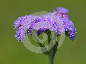 Ageratum mexicanum sims flowers - known also as flossflower, bluemink, blueweed, or Mexican paintbrush