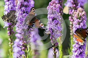 Agglais io butterfly on Liatris spicata purple flower in bloom, ornamental flowering plant photo