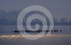 Agglomeration of birds on the lake