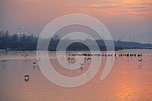 Agglomeration of birds on the river