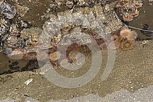 Aggregate Sea Anemone in a Tidepool