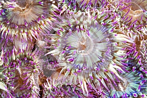 Aggregate Sea Anemones