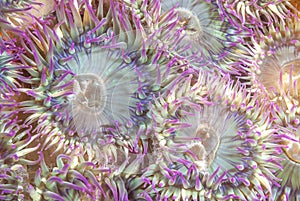 Aggregate Sea Anemones