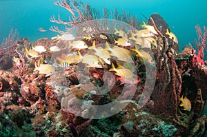 An aggregate of species schooling above a coral reef.