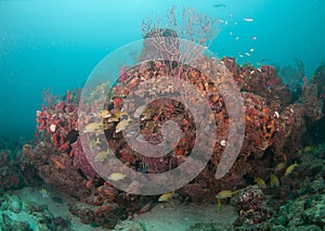 An aggregate of species schooling above a coral reef.