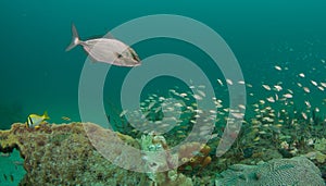 An aggregate of species schooling above a coral reef.