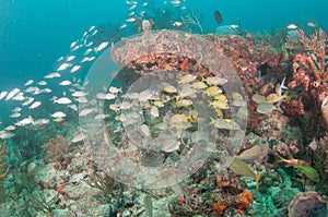 An aggregate of species schooling above a coral reef.