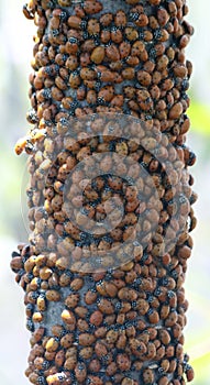 An Aggregation of Convergent Lady Beetles, Chiricahua Mountains, Arizona, USA