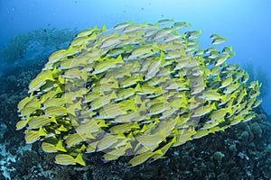 Aggregation of Yellow Fish in Blue Waters of Maldives