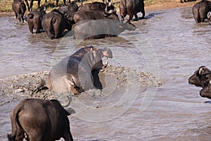 Aggresive hippo chasing cape buffalo