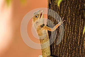 Aggresive Lizard with a predator eyes