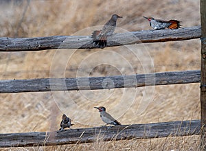 Aggression among birds Northern Flicker
