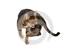 Aggression cat breed Toyger hisses