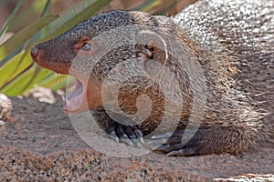 Aggression mongoose