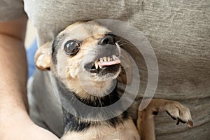 Aggression of small dogs, toy terrier grins, angry Prague Ratter breed, nervous little animals