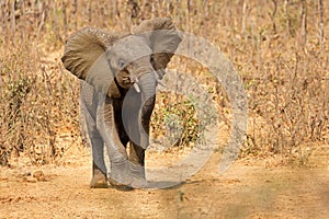 An aggressive African elephant, Kruger National Park, South Africa