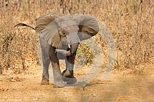 An aggressive African elephant, Kruger National Park, South Africa