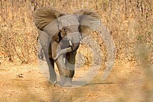 An aggressive African elephant, Kruger National Park, South Africa