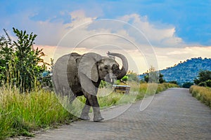 Aggressive African elephant at sunset in a national park during safari