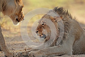 Aggressive African lion