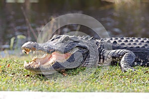 Aggressive alligator