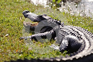 Aggressive alligator