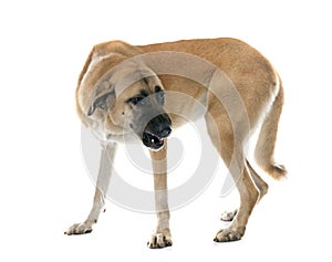 Aggressive Anatolian Shepherd dog