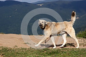 Anatolian Shepherd Dog