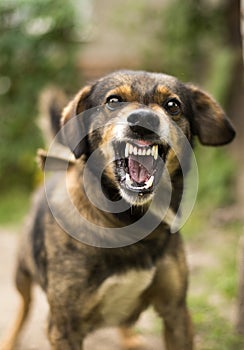 Aggressive, angry dog