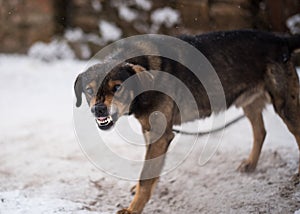 Aggressive, angry dog