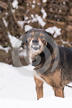 Aggressive, angry dog