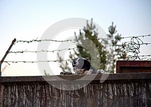 Aggressive angry dog with bared teeth barks from behind a fence with barbed wire. Very danger dog guards the territory