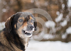 Aggressive, angry dog