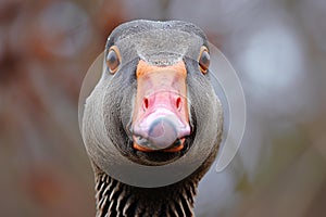 Aggressive Angry goose closeup. Generate AI