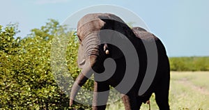 Aggressive or angry posturing of defensive elephant, shaking head to intimidate