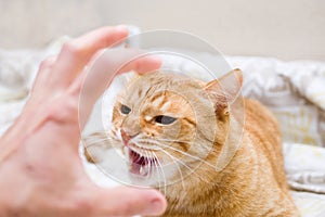 Aggressive angry tabby ginger cat hisses, attacks a man`s hand, close-up