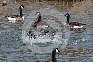 Aggressive animal behaviour in spring with 3 male mallard ducks fighting